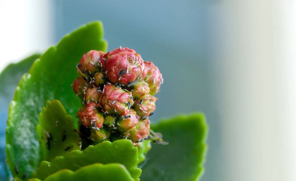 Diversi parassiti sulle gemme di una pianta succulenta. - Foto, immagini