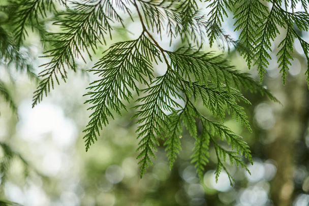 Western red cedar tree branch foliage close up with green bokeh forest background, beautiful evergreen coniferous tree in public park. Western redcedar branch copy space background pacific giant cedar - Photo, Image