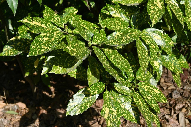 Bunte japanische Aukubablätter. Aucubaceae immergrüner Strauch. Zweihäusig, Blätter haben medizinische Eigenschaften. - Foto, Bild