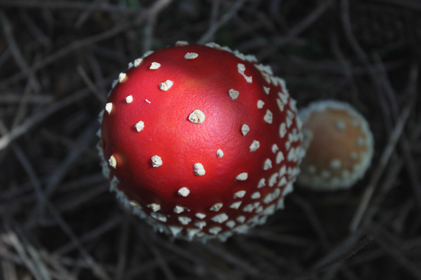 Red-white fly agaric - top view - Photo, Image