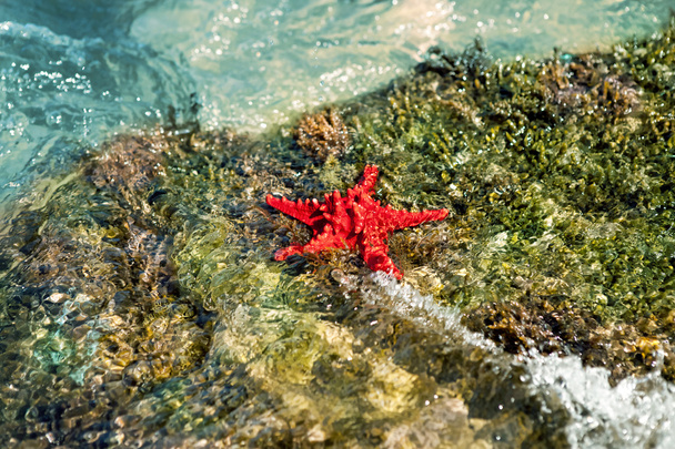 Starfish in water - Zdjęcie, obraz