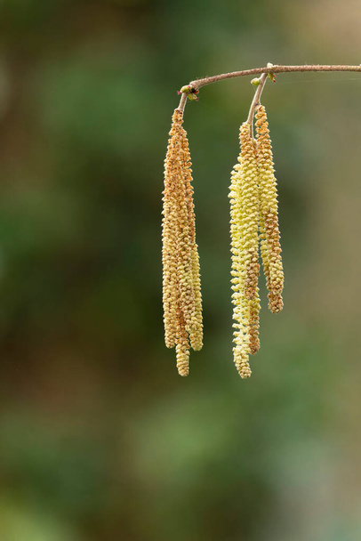 Willow or hazelnut Catkins in early march - Photo, Image