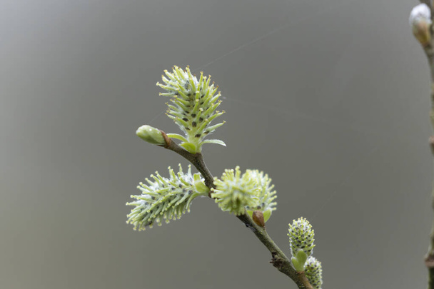 Willow or hazelnut Catkins in early march - Photo, Image