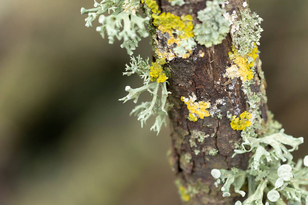 Lichen Xanthoria parietina και άλλες λειχήνες σε νεκρό κλαδί - Φωτογραφία, εικόνα