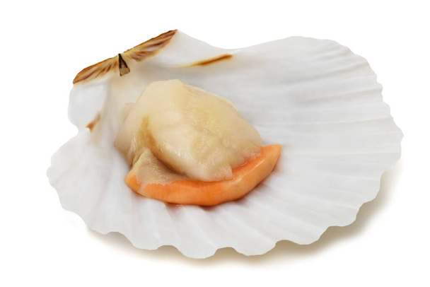 Fresh shell scallop isolated on white background - Valokuva, kuva