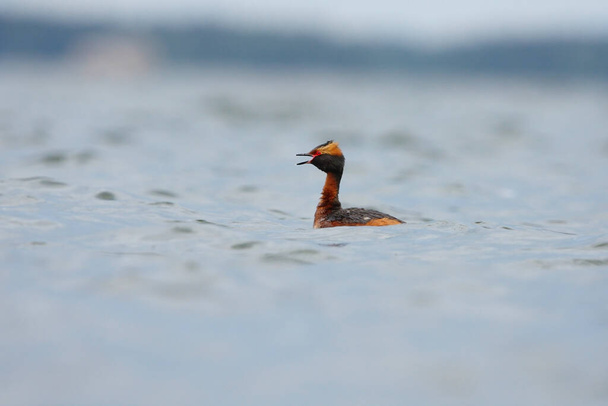 Horned grebe (Podiceps auritus) swimming in the sea. - Fotoğraf, Görsel
