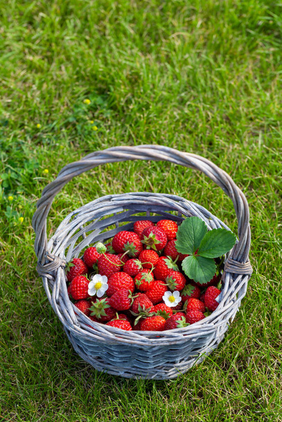 Fresas maduras en canasta sobre hierba. Con espacio de copia - Foto, imagen