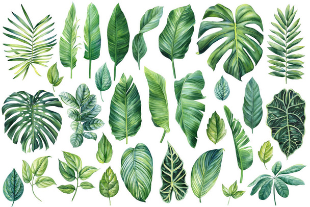 Palmbladeren set, aquarel botanische schilderen. Jungle illustraties, monstera en bananenblad. Tropische groene plant. Hoge kwaliteit illustratie - Foto, afbeelding