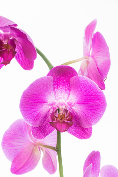 Фиолетовые орхидеи
 - Фото, изображение