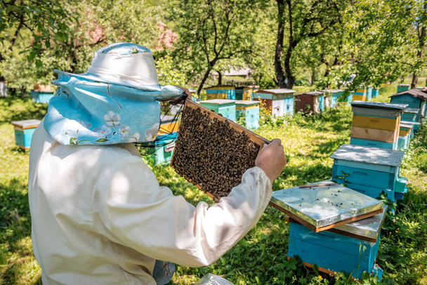 L'apicoltore tiene in mano una cella di miele con le api. Apicoltura. Apiaria. Api da lavoro a nido d'ape - Foto, immagini