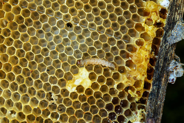 Gusanos de cera, larvas de oruga de polillas de cera, sobre cera de abeja dañada, marco con polilla de cera encerada. - Foto, imagen