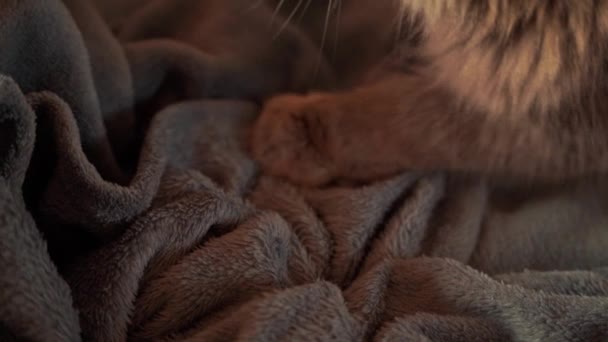 cat kneading and purring. male cat pushing his claws in and out on the blanket. slow-motion video. - Video