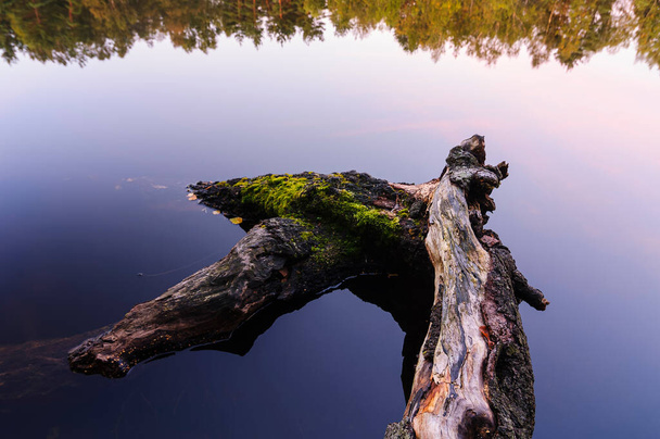 Root of tree in water - Fotoğraf, Görsel