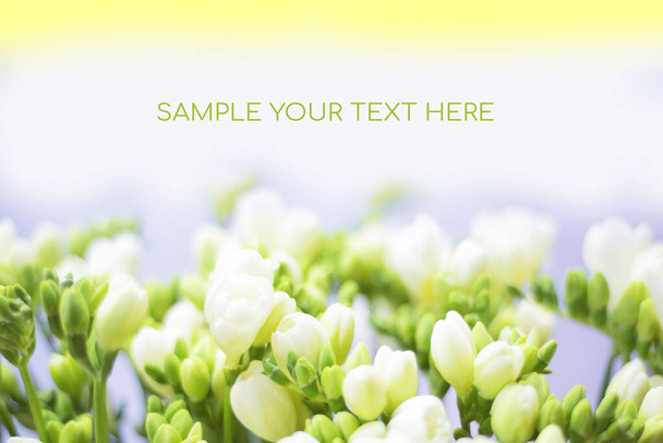 mooie zachte lente bloemen achtergrond van knoppen en bloemen van witte freesias in focus en defocus, ruimte voor tekst, wenskaart achtergrond, kopieer ruimte, selectieve focus. - Foto, afbeelding