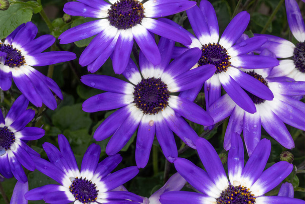 Сенетти голубой двухцветные цветы в цвету - Фото, изображение