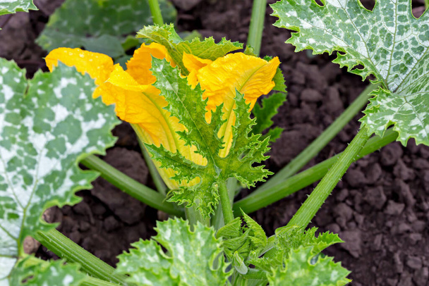 Zielony krzak cukinii z jajnikiem i żółtym kwiatem w ogrodzie warzywnym. Nowe żniwa. Produkty przyjazne dla środowiska. Miejscowo. Skupienie selektywne, rozproszenie - Zdjęcie, obraz