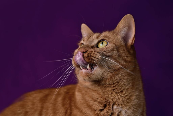 Πορτρέτο αστείο τζίντζερ γάτα γλείφει χείλη πάνω από σκούρο φόντο. - Φωτογραφία, εικόνα