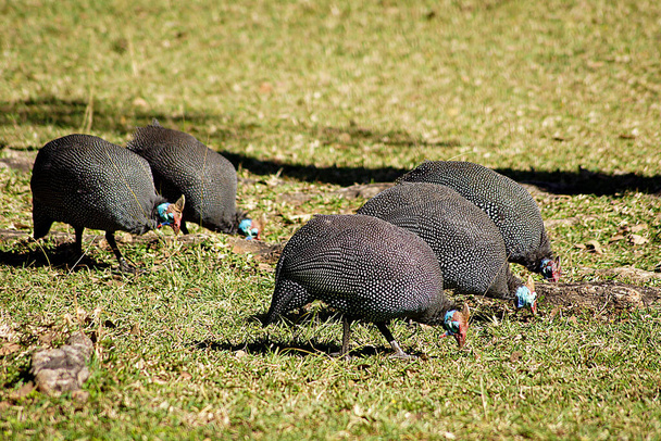 Guinea Fowl, Kruger National Park - South Africa - Photo, Image