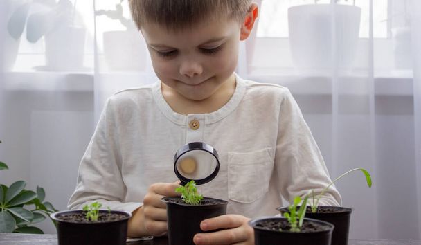 a boy looks at a flower in a pot through a magnifying glass. Selective focus - Foto, Bild