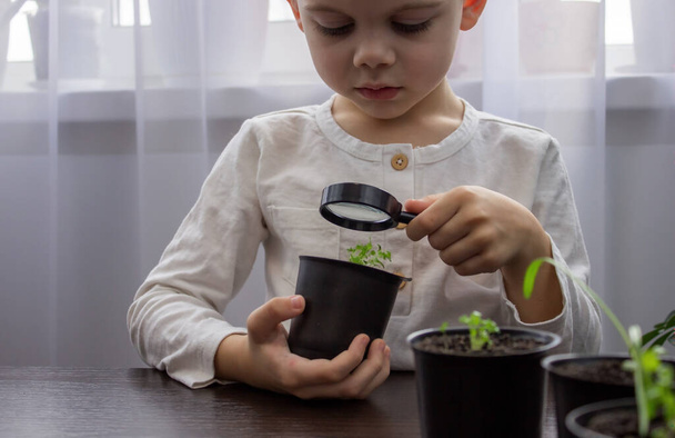 a boy looks at a flower in a pot through a magnifying glass. Selective focus - Valokuva, kuva