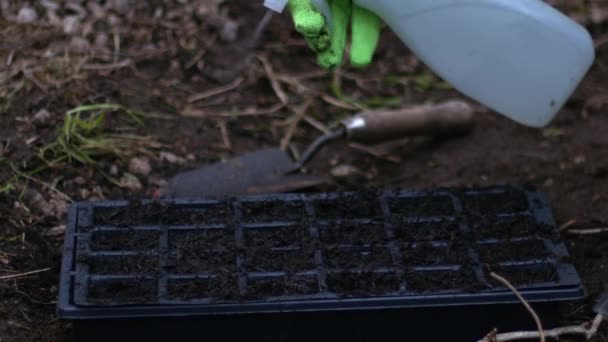 Садовник поливает семена в размножителе крупным планом селективный фокус - Кадры, видео