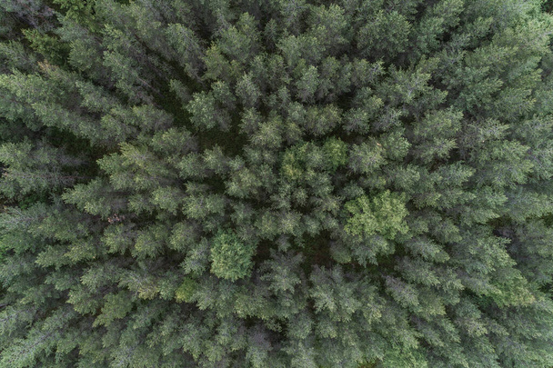 Vista aérea del bosque, Suecia - Foto, imagen