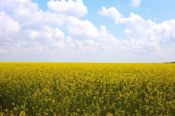 Field of colza rapeseed yellow flowers and blue sky, Ukrainian flag colors, Ukraine agriculture illustration - Foto, afbeelding