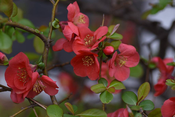  Japanilaiset kvitteni (Chaenomeles speciosa) kukat. Ruusukaali lehtipensas. Punaiset, vaaleanpunaiset tai valkoiset kukat kukkivat maaliskuusta huhtikuuhun, ja hedelmiä käytetään raaka-aineisiin ja hedelmäviiniin.. - Valokuva, kuva