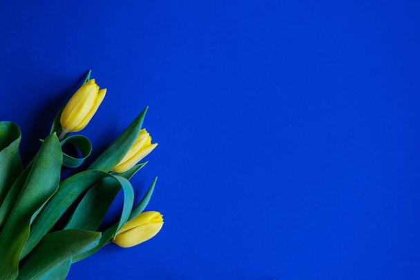 Mavi arka planda güzel sarı lale çiçekleri. 8 Mart 'ı, doğum gününü, anneler gününü, sevgililer gününü kutlarım. - Fotoğraf, Görsel