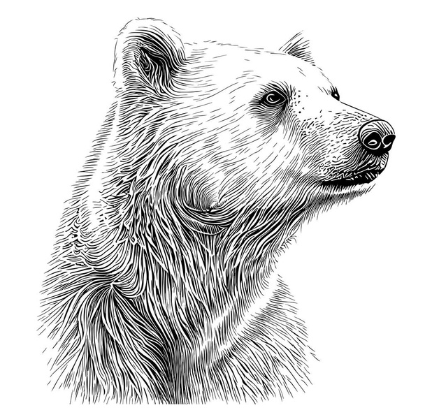 Polar bear portrait hand drawn sketch illustration wild animals - Vector, Image