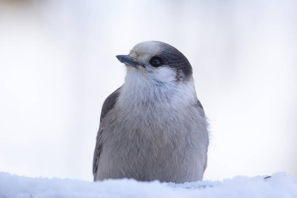 Канадская сойка или серый сойка (виски валет) сидит в снежном пне на заднем дворе в зимний холодный день. - Фото, изображение