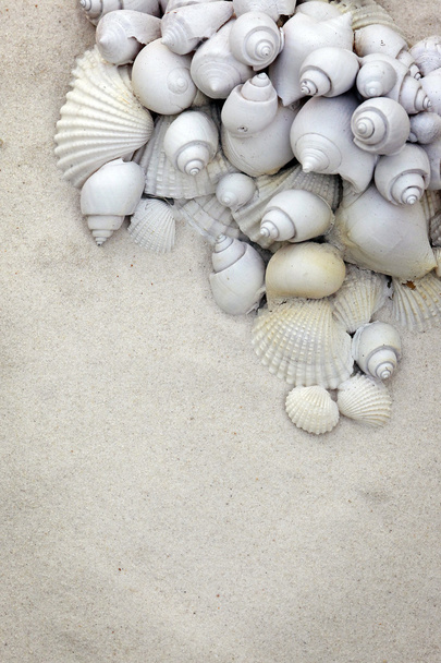 Seashells on sand background - Фото, зображення