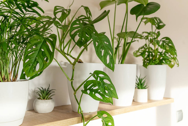 Monstera monkey mask in a pot on the shelf. Green houseplants. Modern room decor, interior. Lifestyle, Still life with plants. Close up - 写真・画像