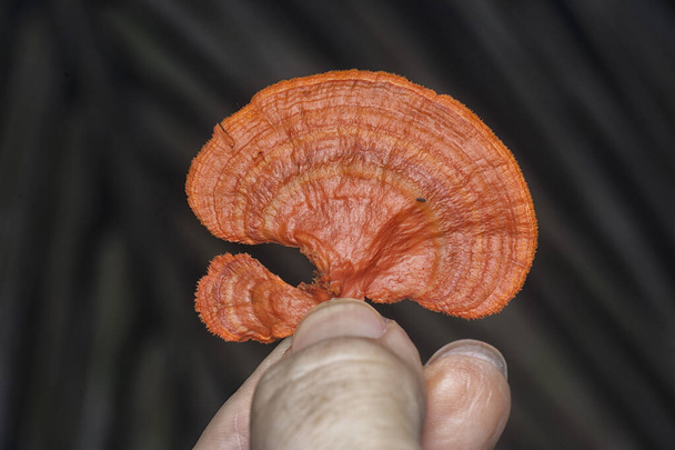plan rapproché du champignon polypore du cinabre - Photo, image