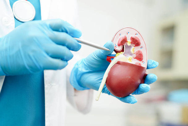 Chronic kidney disease, doctor holding model for treatment urinary system, urology, Estimated glomerular filtration rate eGFR. - Фото, изображение