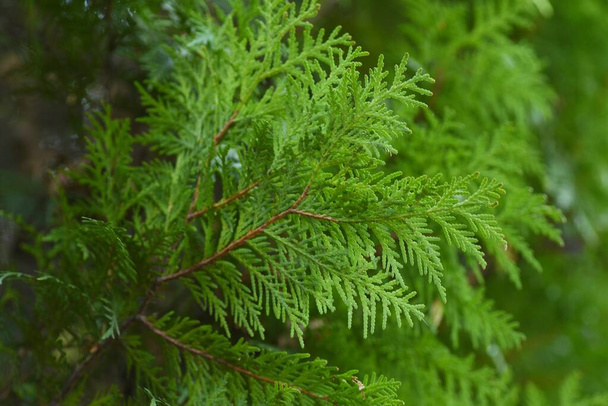 Thuja ( Thuja occidentalis ) leaves.Cupressaceae evergreen coniferous tree native to North America. When crushed, the leaves have a refreshing lemon-like scent. - Photo, Image