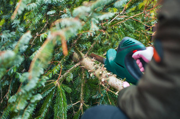Trabalho de jardinagem no outono e inverno. Adolescente está serrando velha árvore de Natal com serra elétrica e corte de ramos . - Foto, Imagem