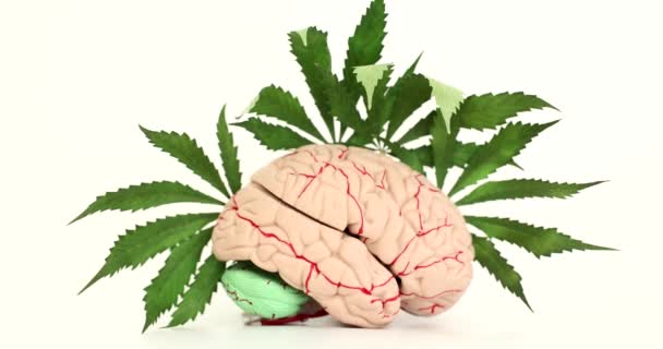 Künstliches anatomisches Modell des menschlichen Gehirns mit grünen Cannabisblättern auf weißem Hintergrund 4k Film Zeitlupe. Einfluss von Medikamenten auf Psyche und Nervensystem - Filmmaterial, Video