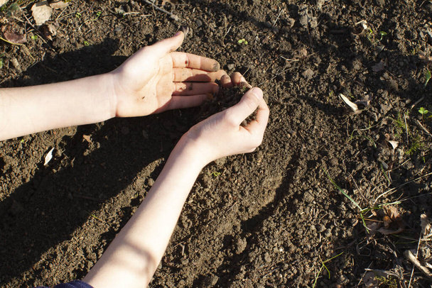 kid hands sowing seeds in organic soil to harvest home grown vegetables - garden and ecology education - Foto, Bild