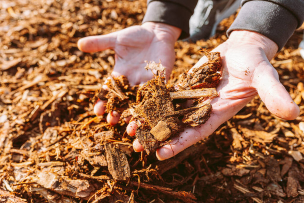 hombre sosteniendo pila de virutas de madera mantillo reciclado, corteza de árbol triturada y sobras - Foto, Imagen