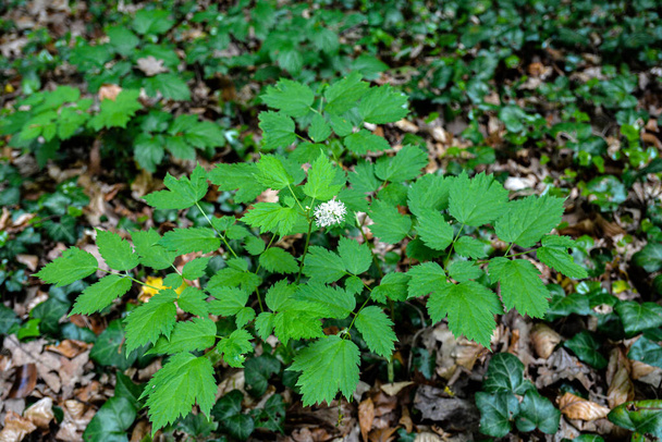 Eurasian baneberry with flower, Actaea spicata.Eurasian baneberry (Actaea spicata) blooming in the forest. - Photo, Image