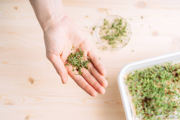 Young sprouts of microgreens on the palm in front of a wooden table. - Фото, зображення