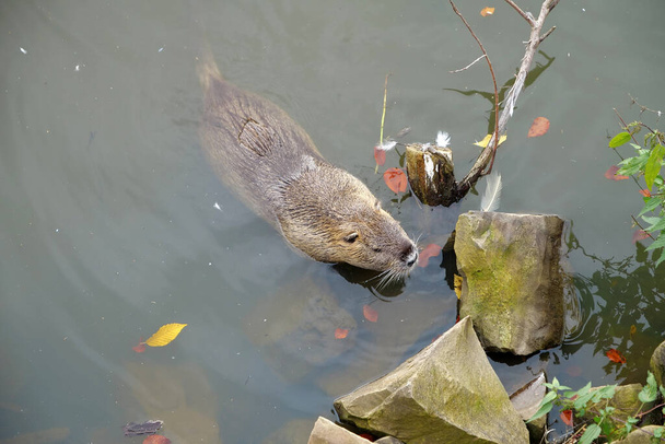 Nutria swims in the lake - Photo, Image
