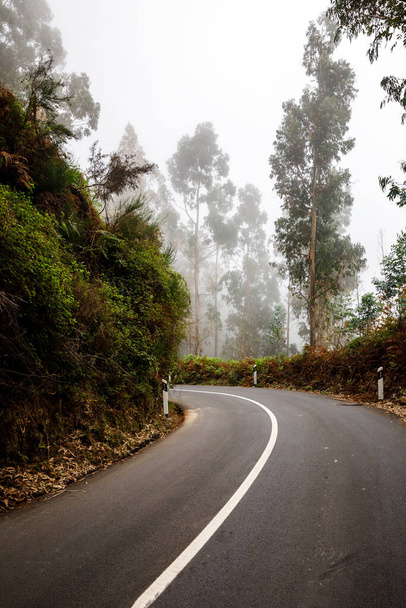Misteriosa strada asfaltata nebbiosa attraverso la foresta - Foto, immagini