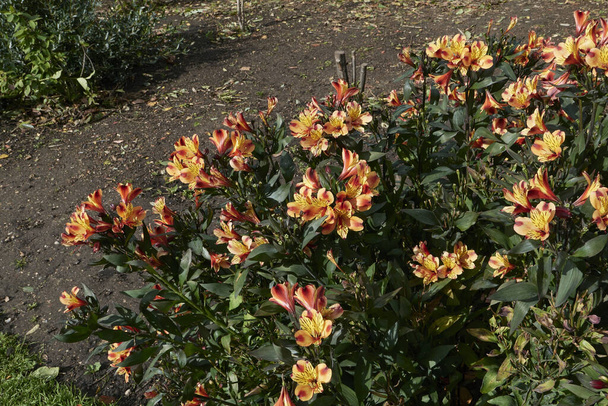 Alstroemeria flores coloridas em um jardim ornamental - Foto, Imagem
