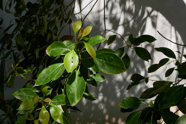 Canfora officinarum ramo e corteccia da vicino - Foto, immagini