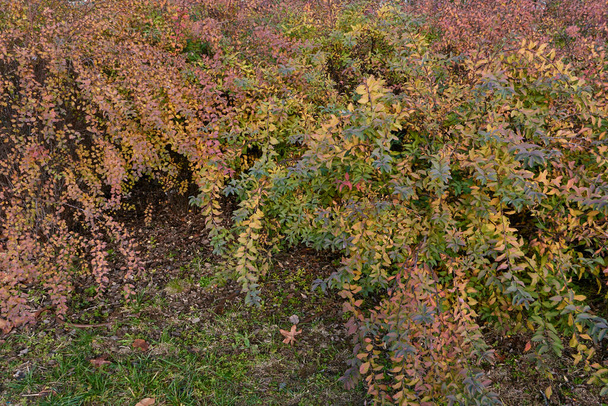 Spiraea cantoniensis foglie colorate - Foto, immagini