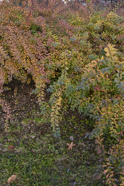 Spiraea kantoniensis renkli yapraklar - Fotoğraf, Görsel