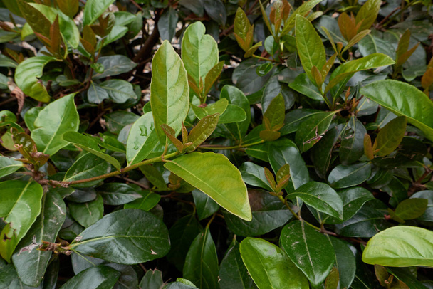 Viburnum odoratissimum lush foliage - Photo, Image
