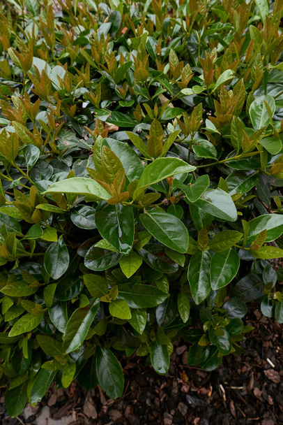 Viburnum odoratissimum bujne liści - Zdjęcie, obraz